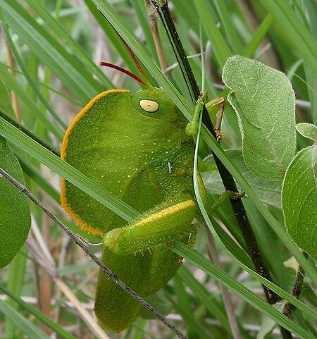 Tập_tin:Hooded_Grasshopper_(Teratodus_monticollis)_W_IMG_0525.jpg