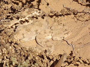 Horned viper-lake qarun protected area by Hatem Moushir 1.JPG