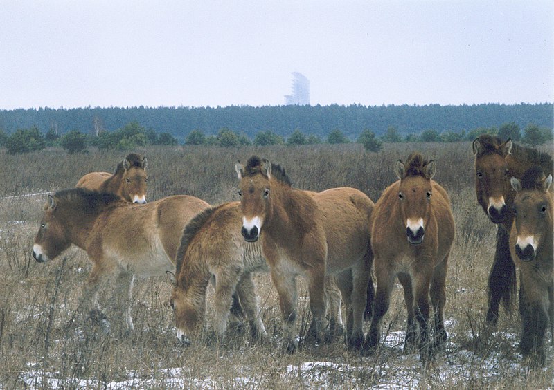 File:Horses in Chernobyl, Ukraine.jpg