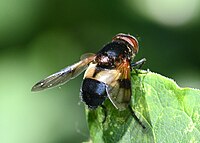 Volucell pellucens (Syrphidae)