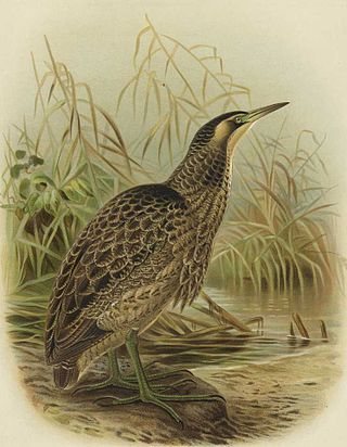 <span class="mw-page-title-main">Australasian bittern</span> Species of bird