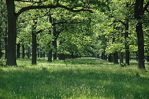 Hutewald: Namensherkunft, Werden und Wesen, Geschichte