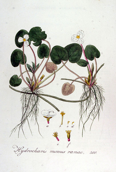 File:Hydrocharis morsus-ranae — Flora Batava — Volume v7.jpg