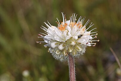 Hydrophyllum capitatum 3232.JPG