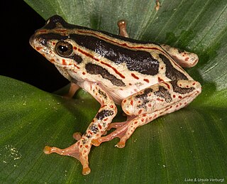 <i>Hyperolius swynnertoni</i> Species of frog