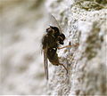 Diptera eating another Diptera