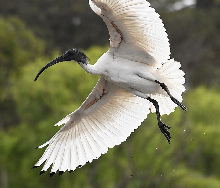 File:Ibis Randwick Pond 003.jpg