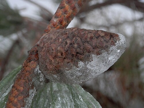 Pitch Pine (Pinus rigida) Cone Covered in Ice