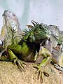 Iguana iguana LMBS.jpg