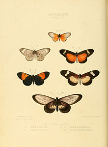 Illustrations of new species of exotic butterflies Acræa II.jpg