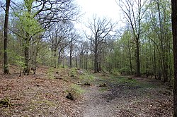 In Flatropers Wood (geograph 2358209).jpg