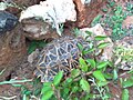 Indian Star Tortoise- Kalakkad forest - Tirunelveli dt - Tamilnadu - At its natural habitat