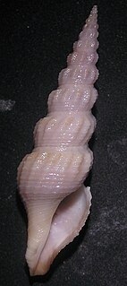 <i>Inquisitor aesopus</i> Species of gastropod