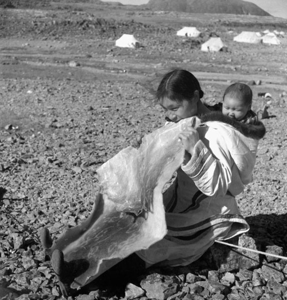 File:Inuit woman “Josie” chewing sealskin to soften it for making kamiits (boots), Kinngait, Nunavut (31497043966).jpg