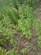 Inula spiraeifolia (Inule à feuilles de spirée)