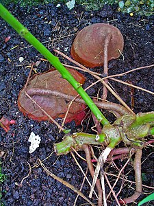 Ipomoea batatas