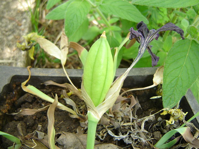 Iris reichenbachii fruit