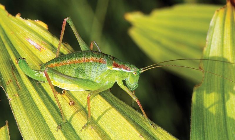 File:Isophya dochia female habitus - ZooKeys-254-001-g002-9.jpeg