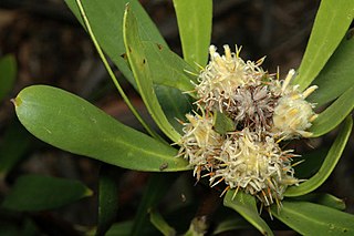 <i>Isopogon attenuatus</i> Species of shrub endemic to the southwest of Western Australia
