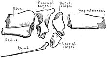 Disarticulated wrist bones, as shown by Hankin and Watson, 1914 Istiodactylus wrist.jpg