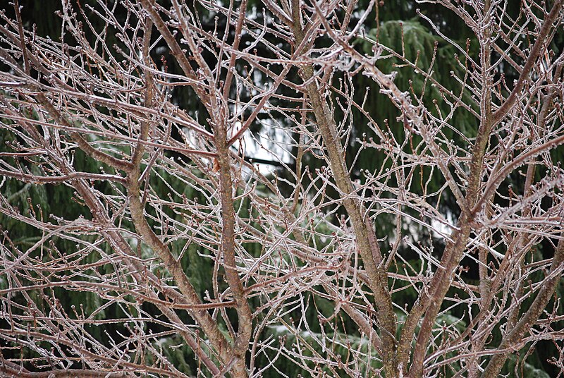 File:January 7, 2009 freezing rain.JPG