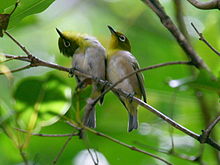 Courting Japanese White-eye RWD1.jpg