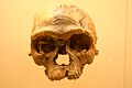 Cráneo Jebel Irhoud 1, un H. sapiens sapiens adulto de hace 160 000 años, encontrado en el sur del actual Marruecos. Le falta la base occipital por lo que se ha especulado como posibilidad que fuese para una extracción del cerebro.
