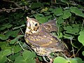 Turdus philomelos