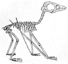 Illustration of the type specimen of "Ptenodracon" (actually just a juvenile Ctenochasma) Juvenile Pterodactylus antiquus solnhofen.jpg