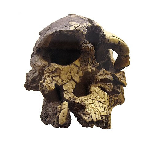 Image: Kenyanthropus platyops IMG 2946 white