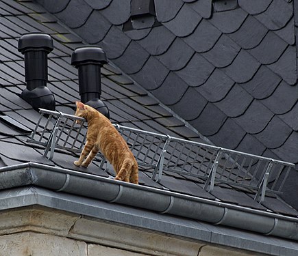 A Little Cat Gymnastics on the High Roof of the House