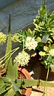 Kleinia grandiflora 01.jpg