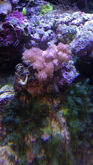 <i>Klyxum</i> Genus of corals