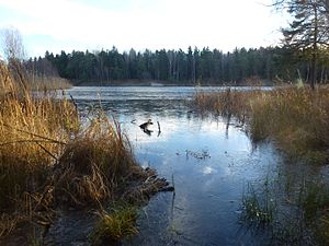 Långsjöns naturreservat 2013 03.jpg