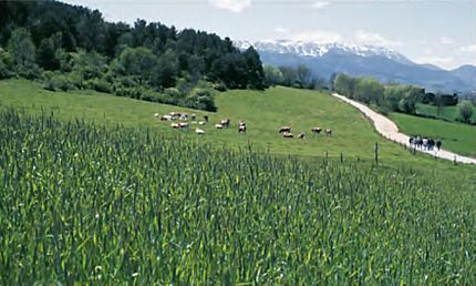 Les Pereres- Fontanals de Cerdanya (Cerdanya), 15 de maig de 2001