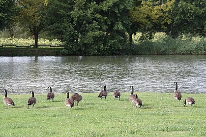 Bernaches du Canada au bord d'un plan d'eau de la commune.