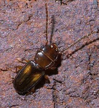 <i>Laemophloeus fervidus</i> Species of beetle