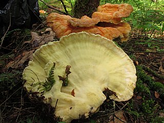 <i>Laetiporus huroniensis</i> Species of fungus