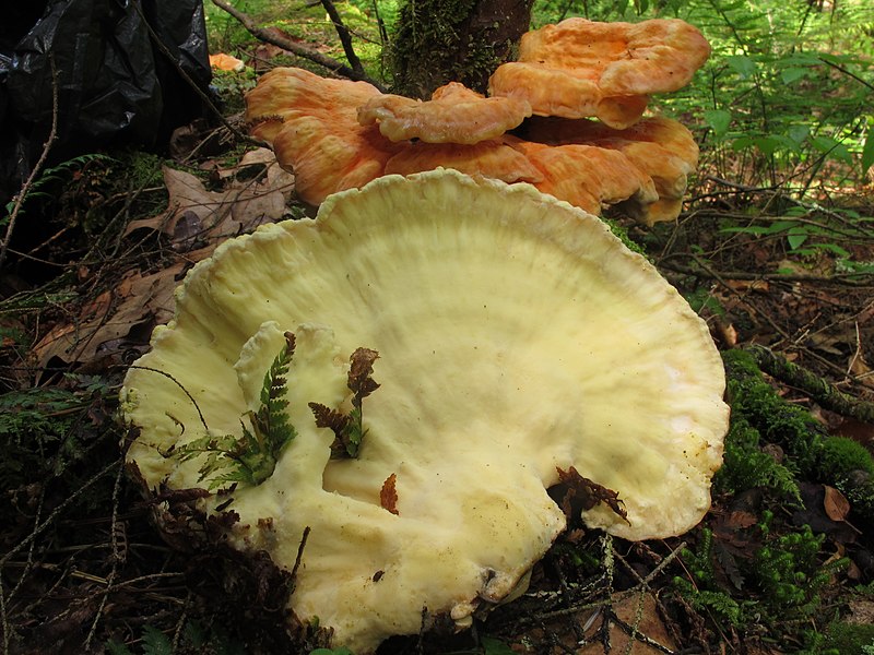 File:Laetiporus huroniensis 332857.jpg