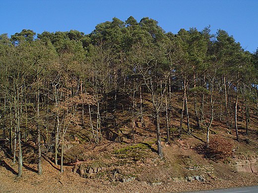 Gemengd bos met beuken en dennen op de Marburger Lahnbergen
