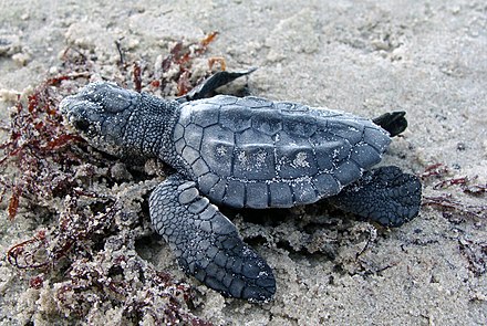 Turtle 1