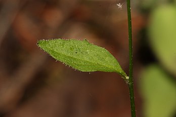 Anacortes Community Forest Lands