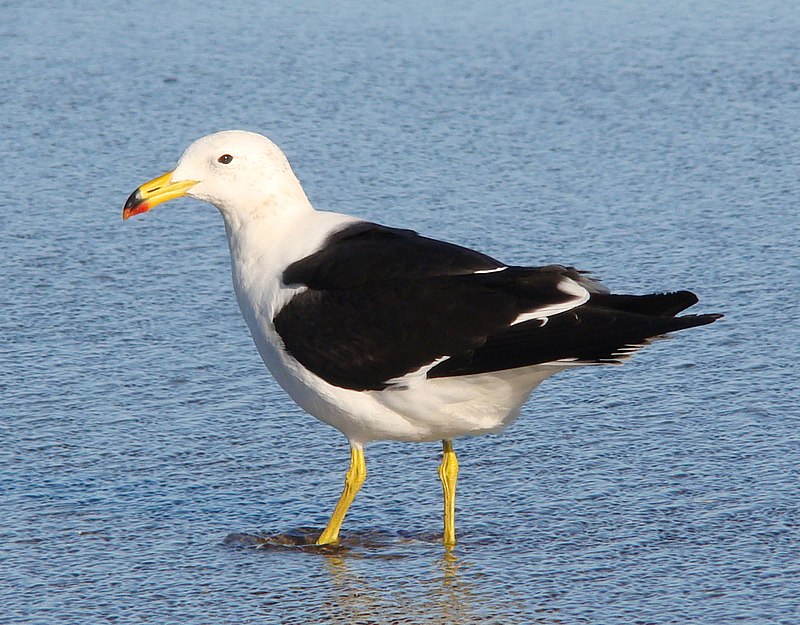 Larus atlanticus1.jpg