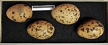 Eggs, Collection Museum Wiesbaden Larus marinus MWNH 0320.JPG