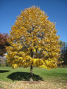 Липа Дерево Листья Осенью Фото