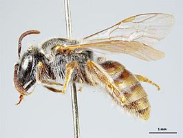 Lasioglossum bicolor