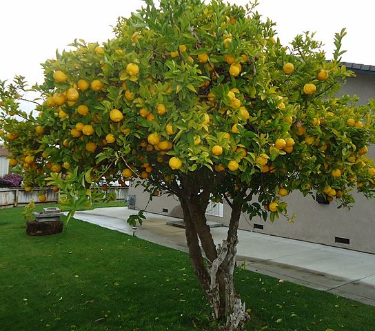 544px-Lemon_Tree_in_Santa_Clara_California.jpg