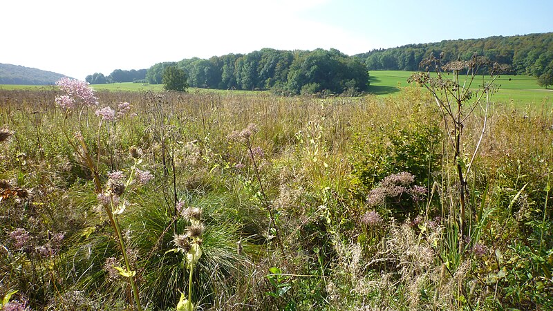 File:Lenningen - Naturschutzgebiet Schopflocher Moor.JPG