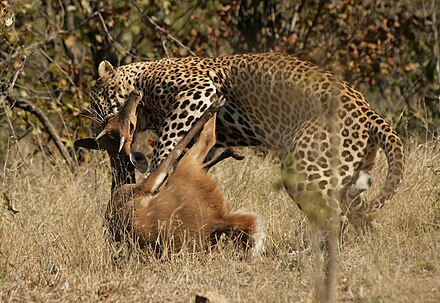 Predator and prey: a leopard killing a bushbuck