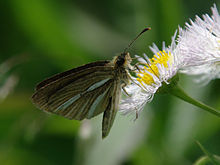 Leptalina unicolor1.jpg